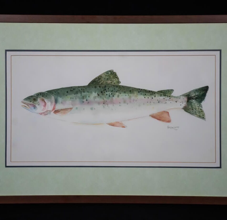 Rainbow Trout