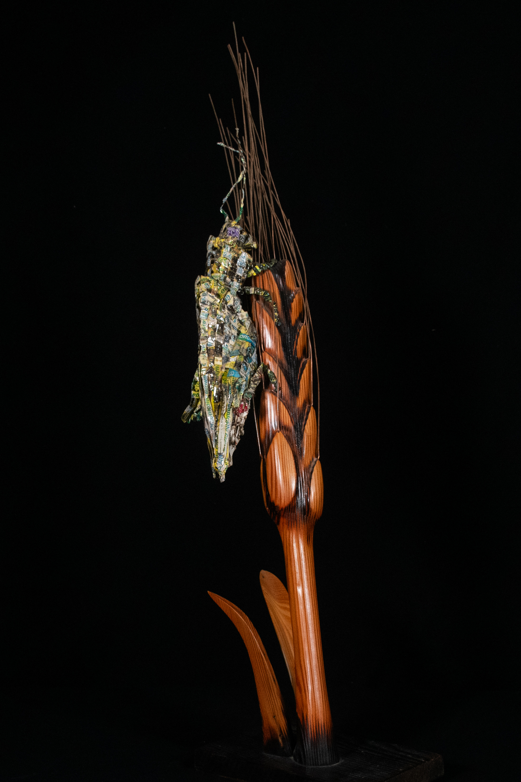 Locust